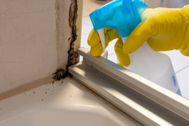Best White Mold Remediation in Schlusser, PA