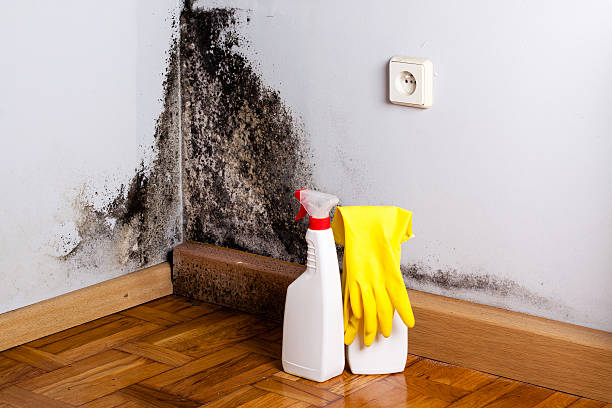 Best Insurance-Related Mold Remediation in Schlusser, PA